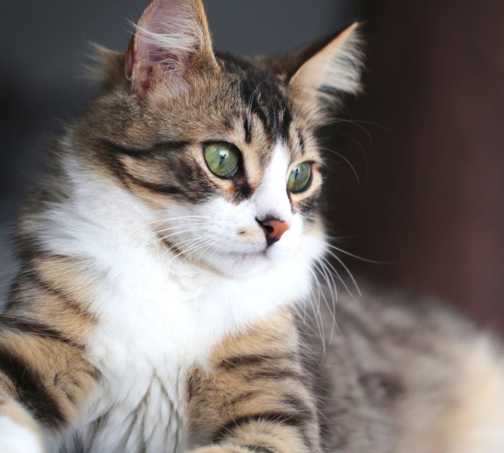 a cat with green eyes
