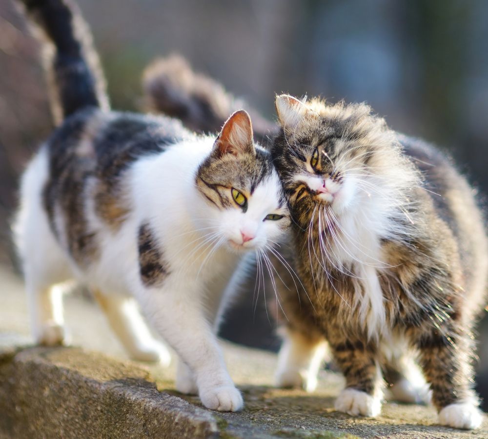 two cats standing on a ledge