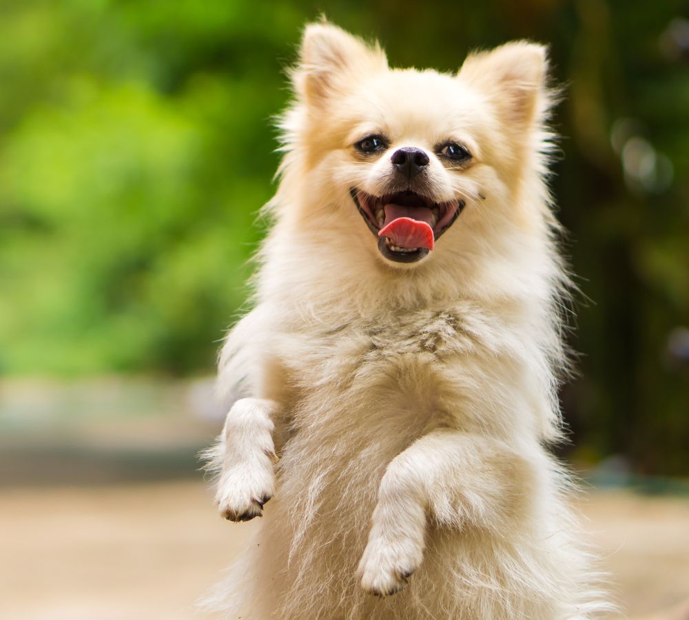 a dog standing on its hind legs
