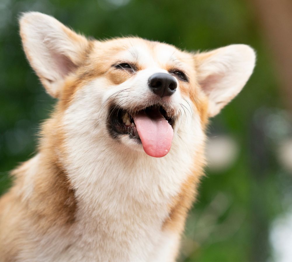 a dog with its tongue out